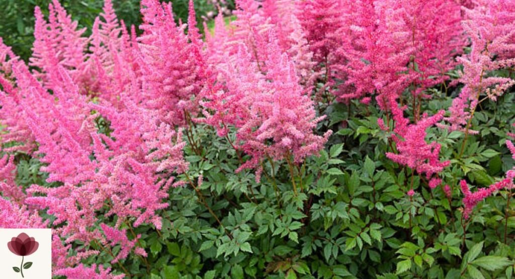 Astilbe