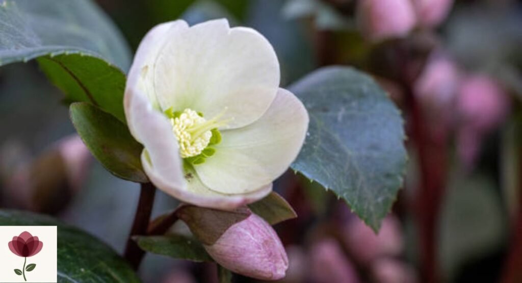 Christmas Rose