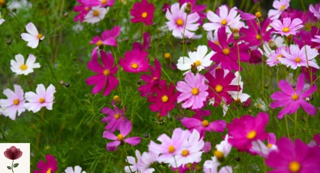 Cosmos