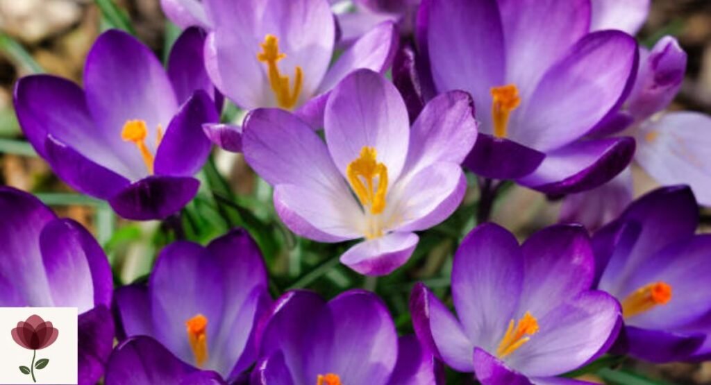 Crocus