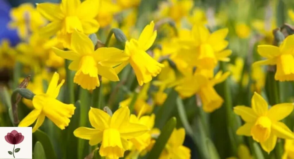 Early Daffodil