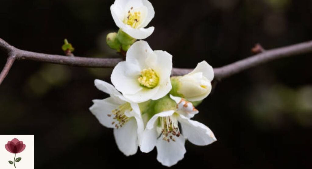 Flowering Quince