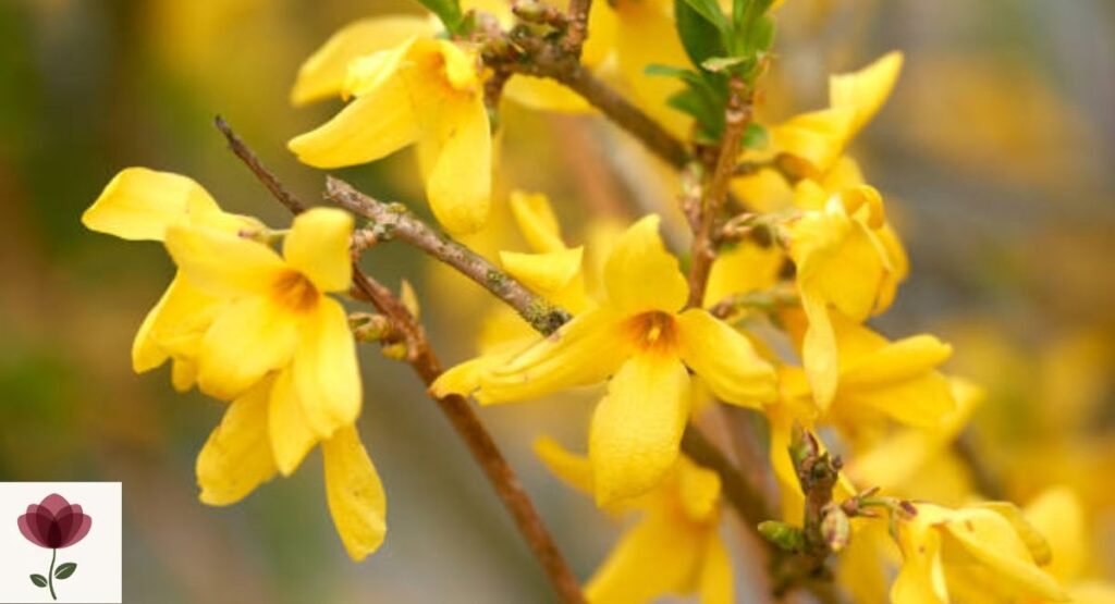 Forsythia