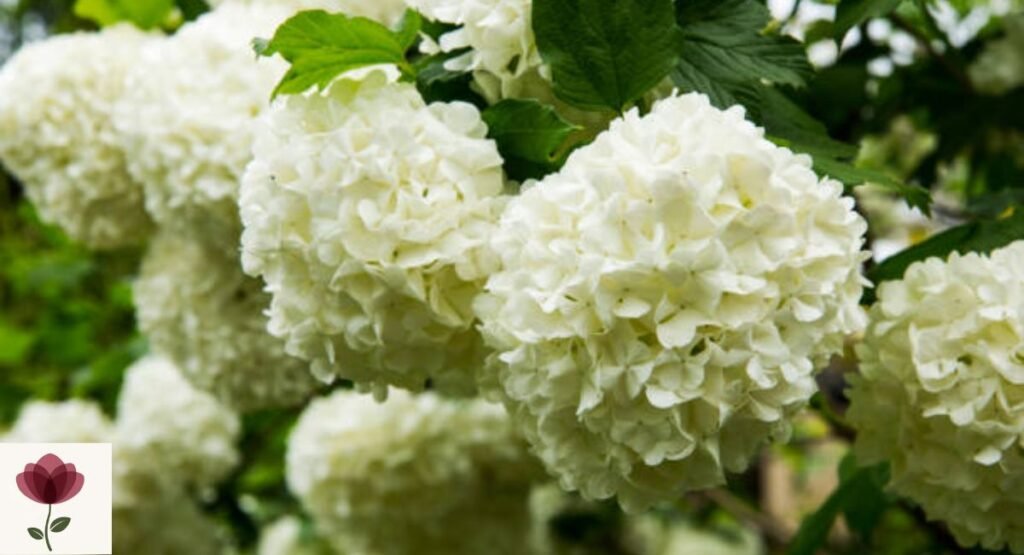 Fragrant Snowball
