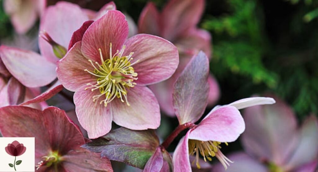 Hellebore