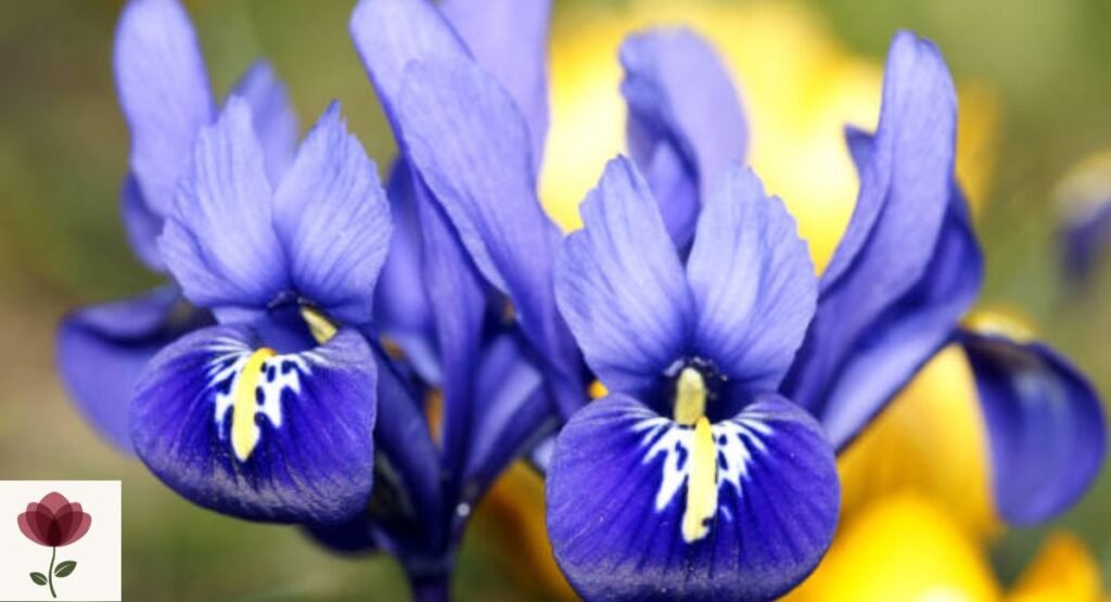 Iris Reticulata