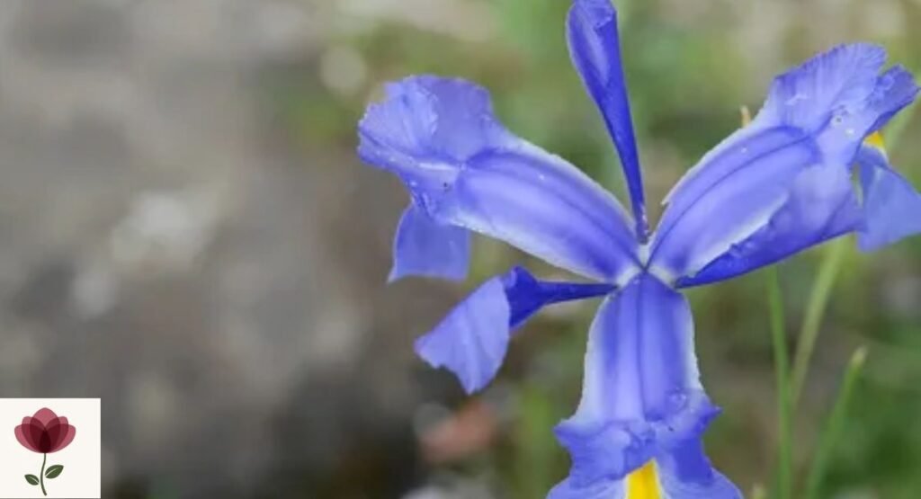 Iris xiphium
