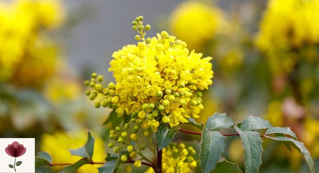 Mahonia