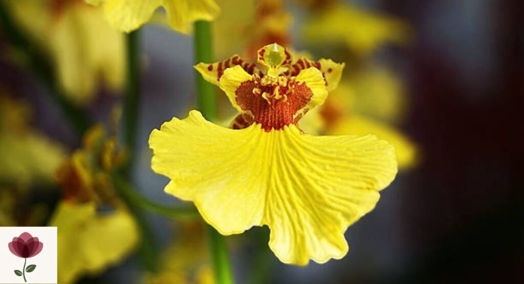 Oncidium Orchid