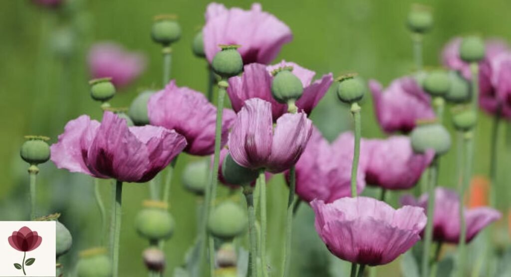 Opium Poppy