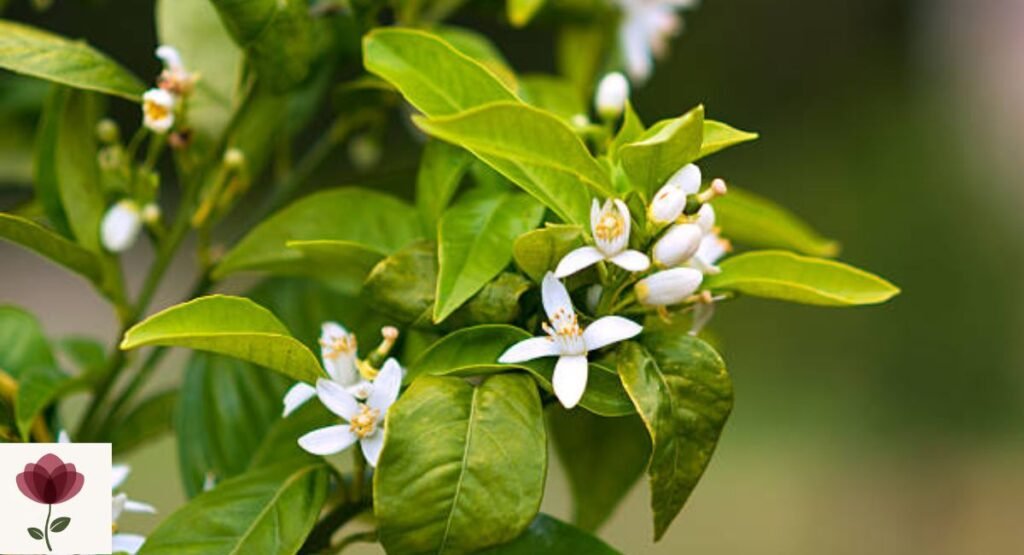 Orange Blossom