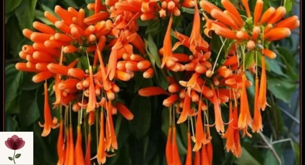 Orange Trumpet Creeper