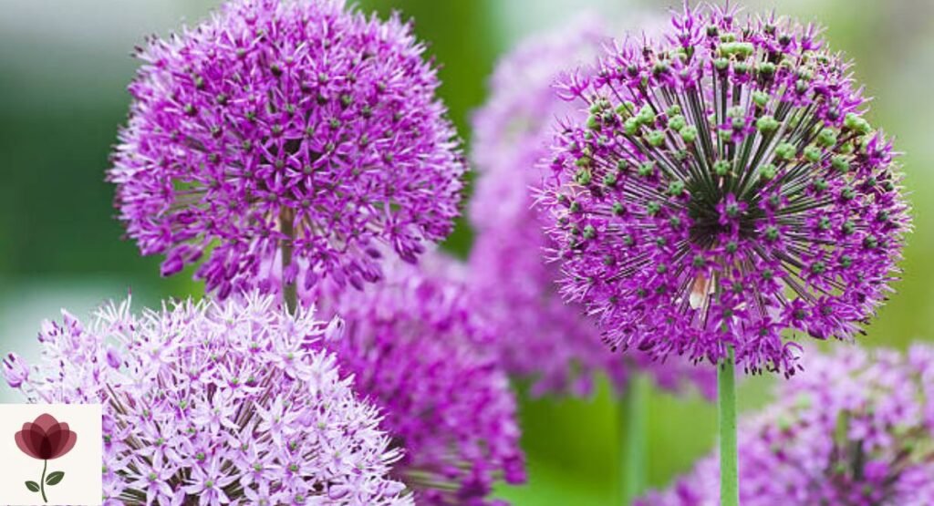 Ornamental Onion