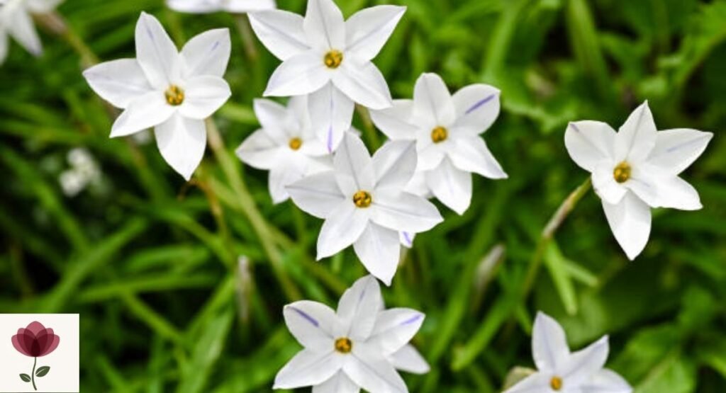 Ornithogalum