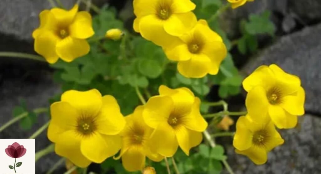 Oxalis