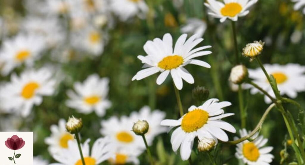 oxeye-daisy