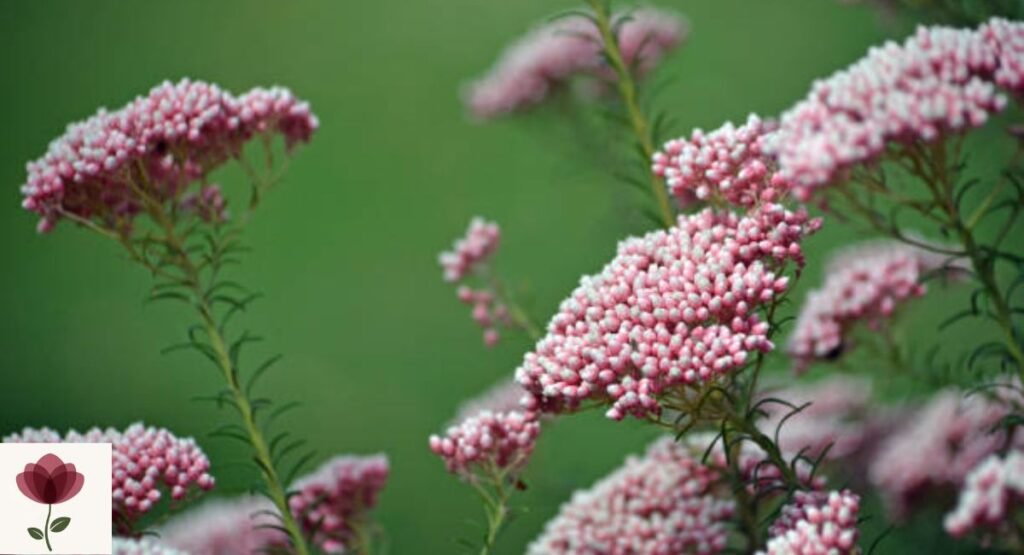 Ozothamnus
