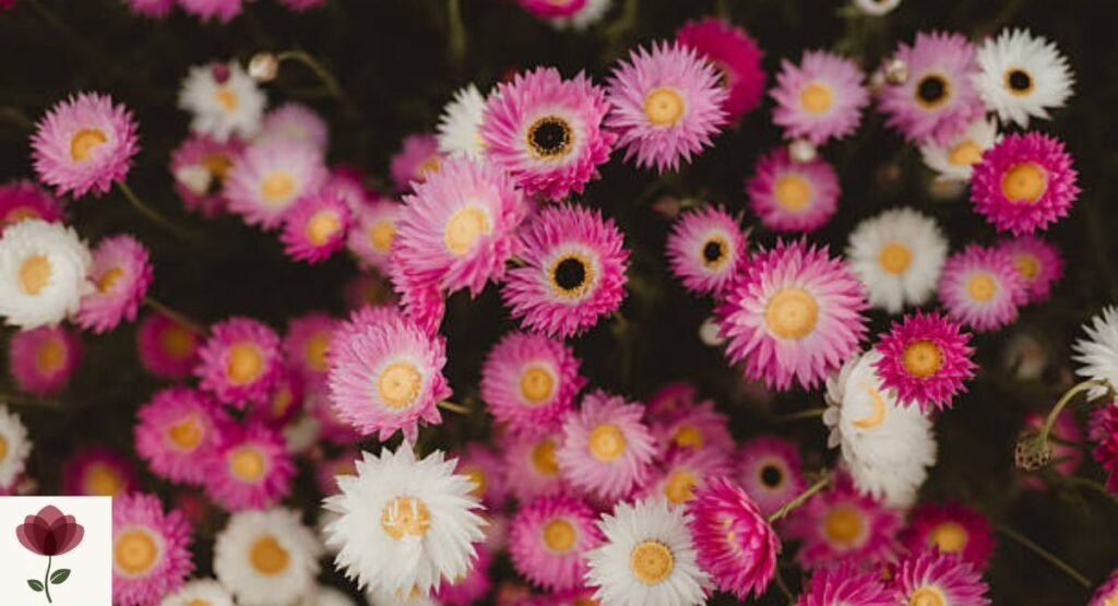 Paper Daisy