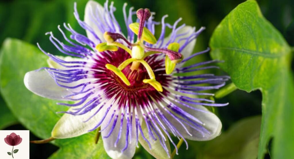 passion-flower
