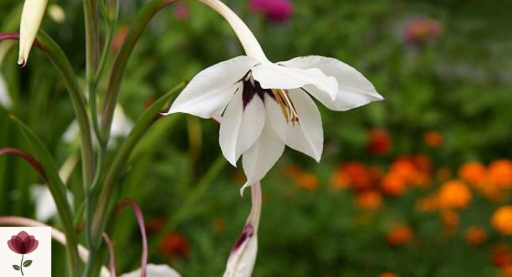 Peacock Orchid