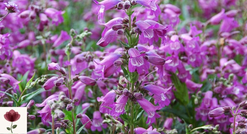 Penstemon