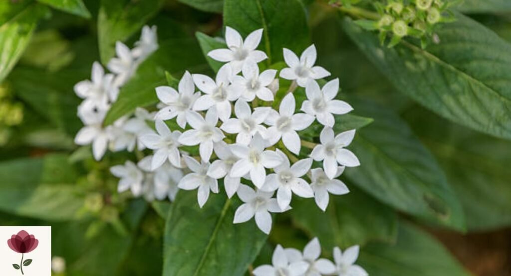 Pentas