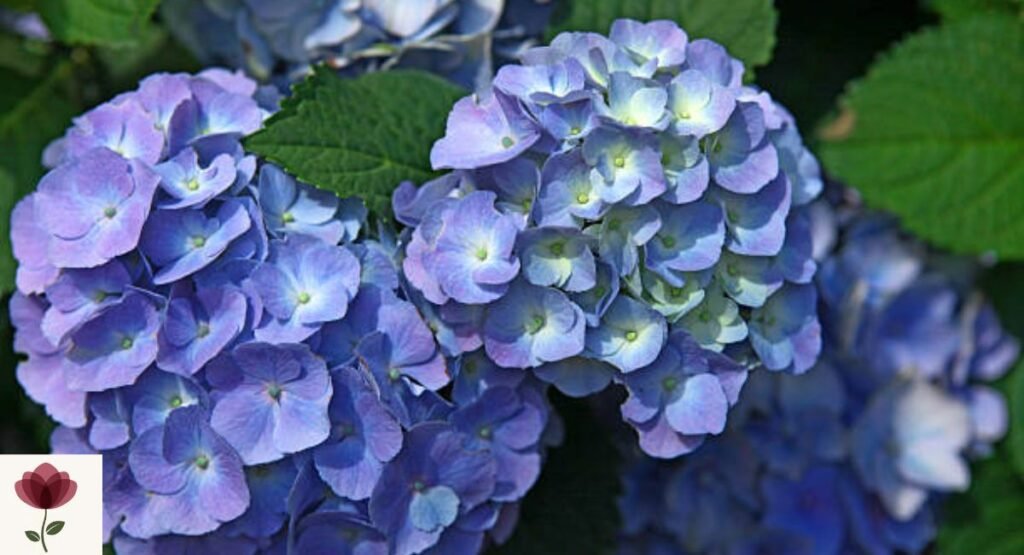 Periwinkle