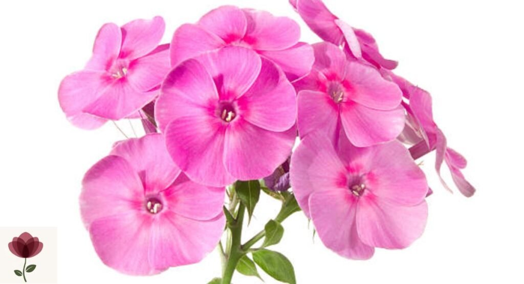 Phlox