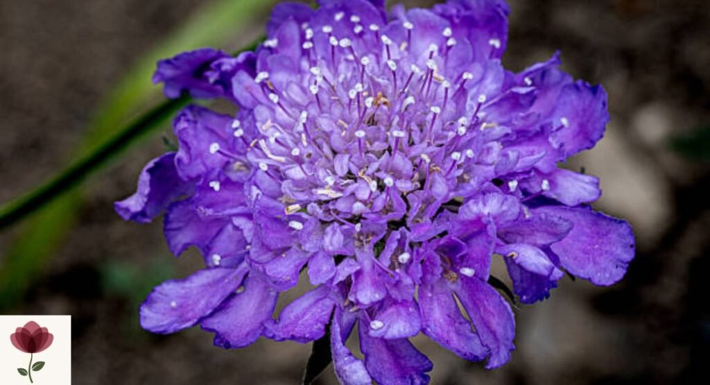 Pincushion Flower