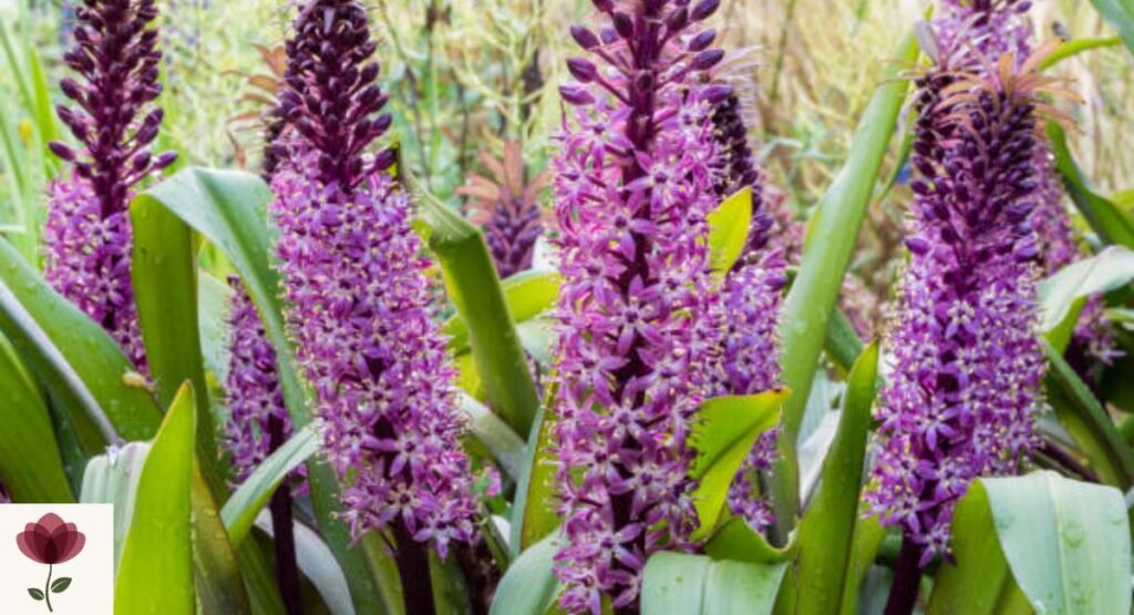 Pineapple Lily