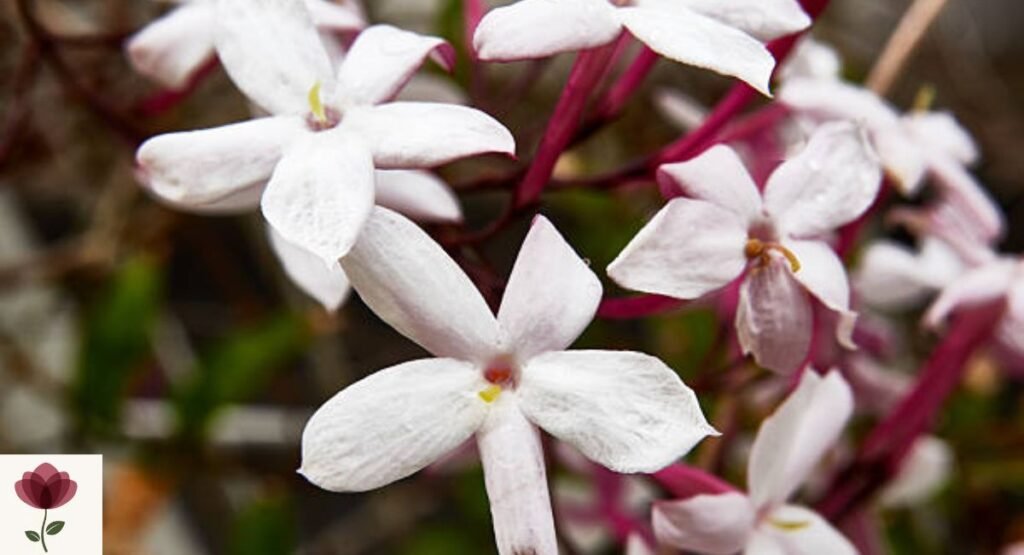 Pink Jasmine
