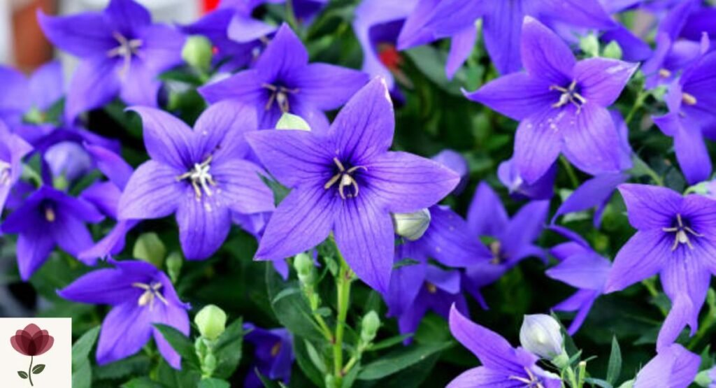 Platycodon (Balloon Flower)