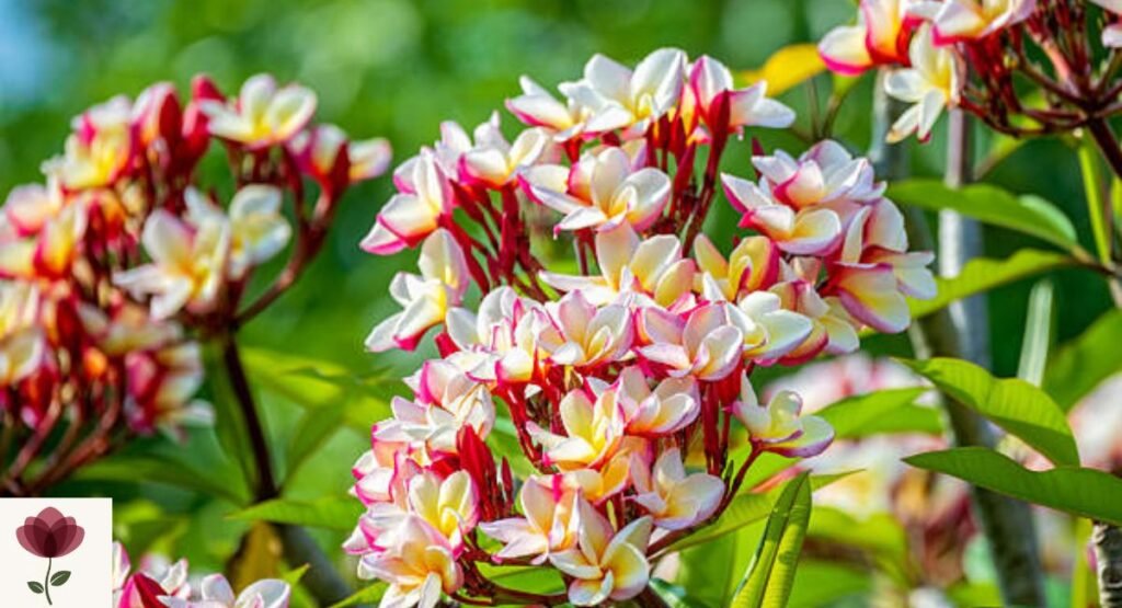 Plumeria