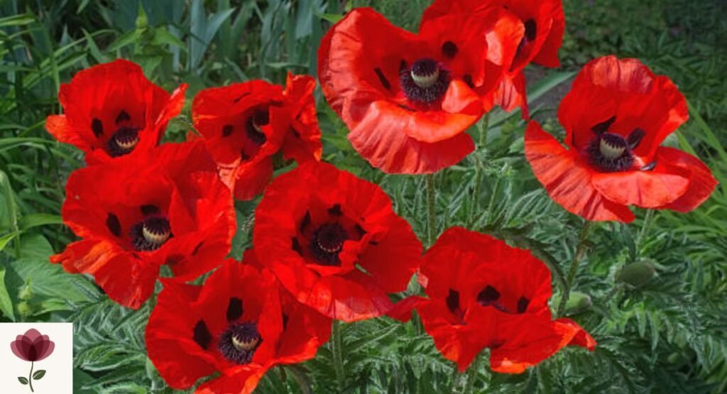 Poppy