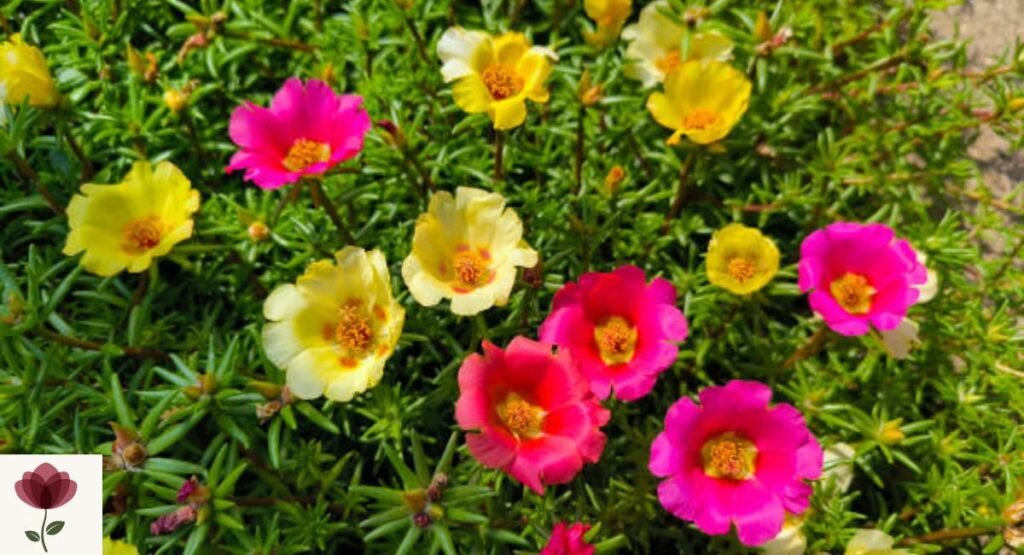 Portulaca