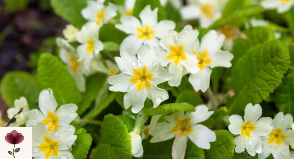 Primrose
