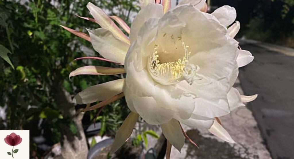 Queen of the Night
