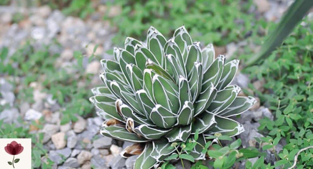 Queen Victoria Agave Flower