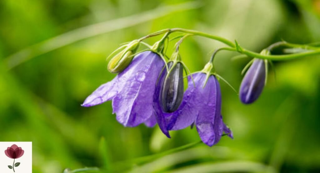 Queen's Bellflower