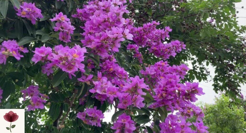 Queen's Crape Myrtle