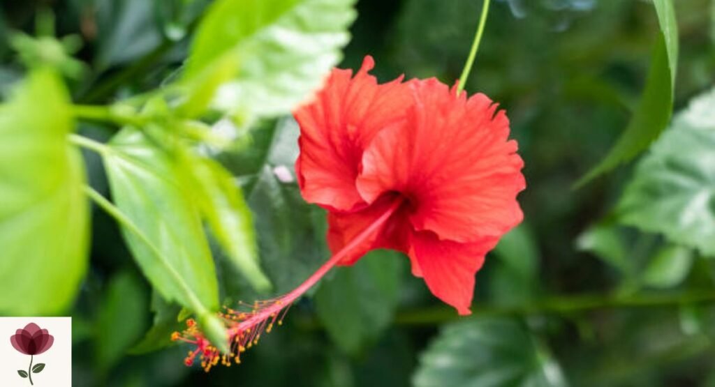 Queen's Hibiscus