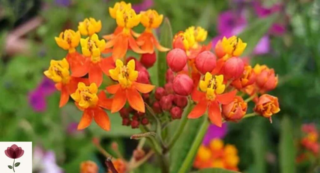 Queen's Milkweed