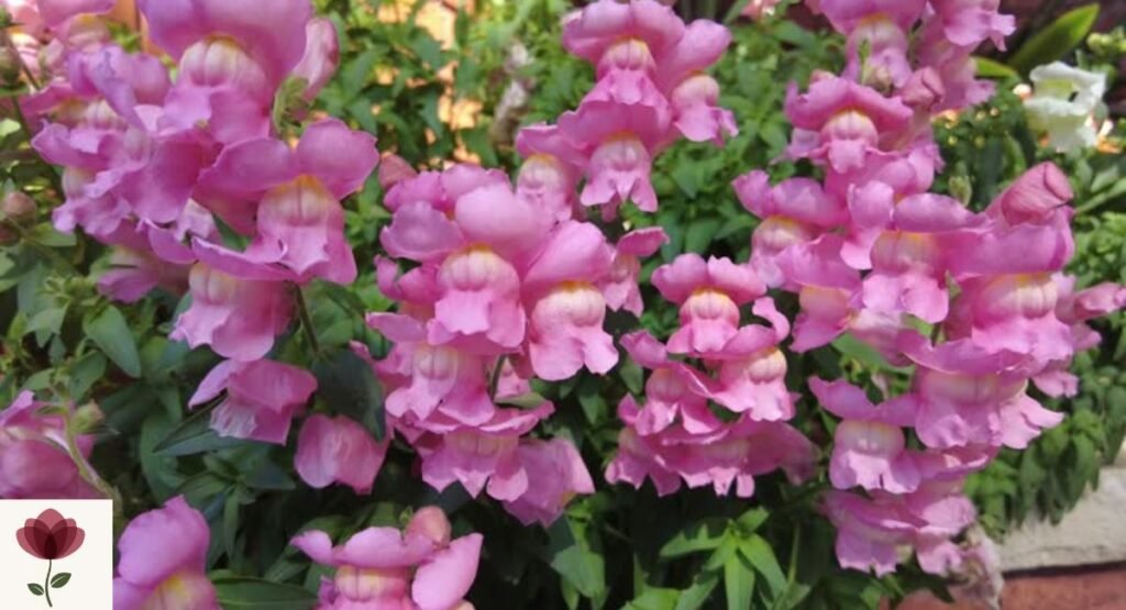 Queen's Snapdragon