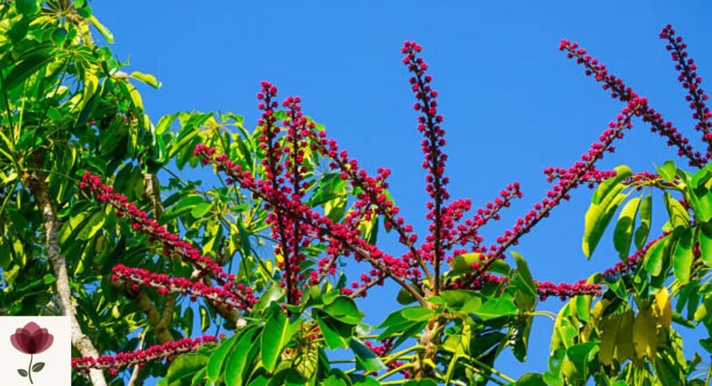 Queensland Umbrella Tree Flower