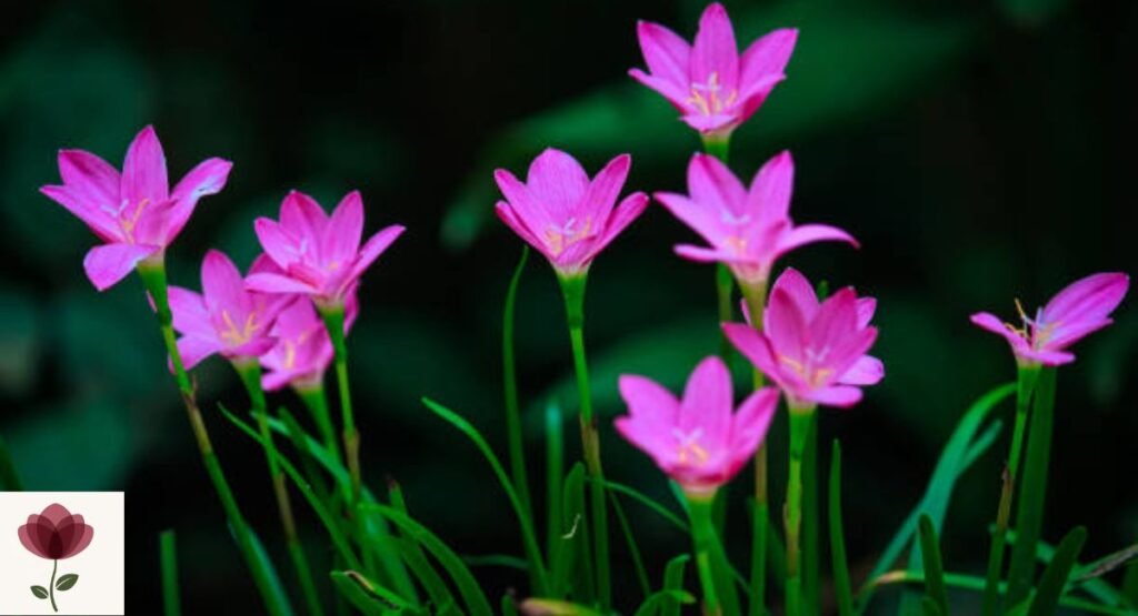 Rain Lily