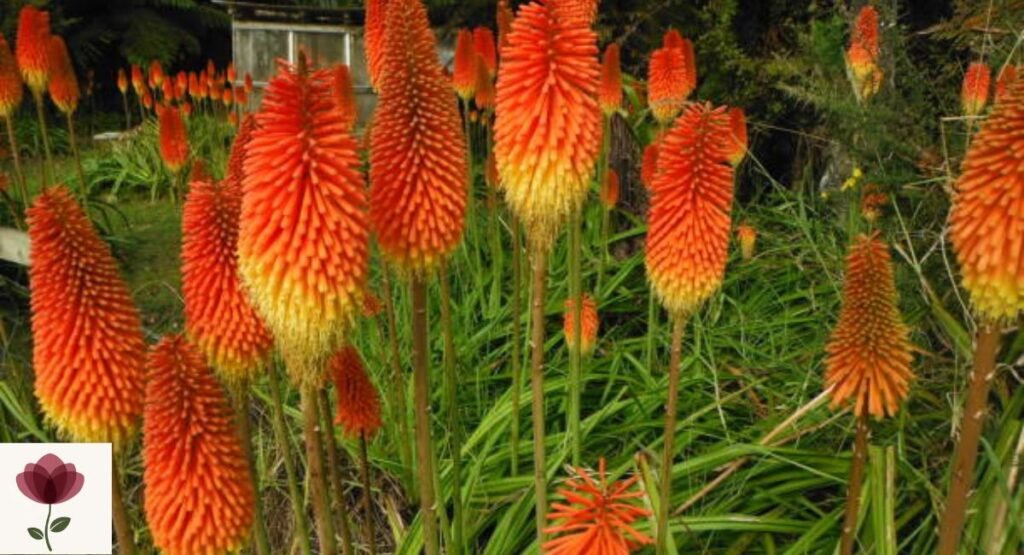 Red Hot Poker