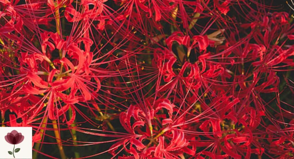 Red Spider Lily