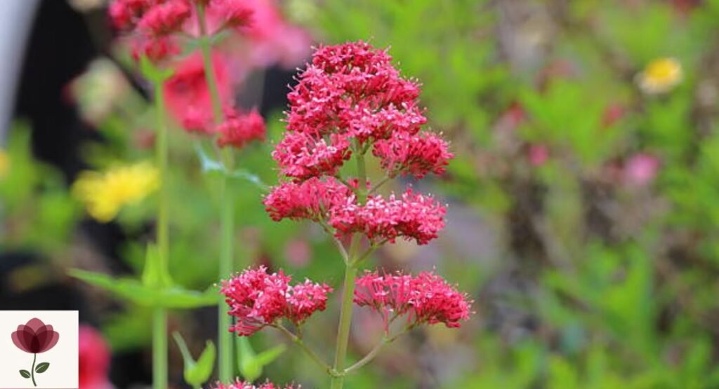 Red Valerian