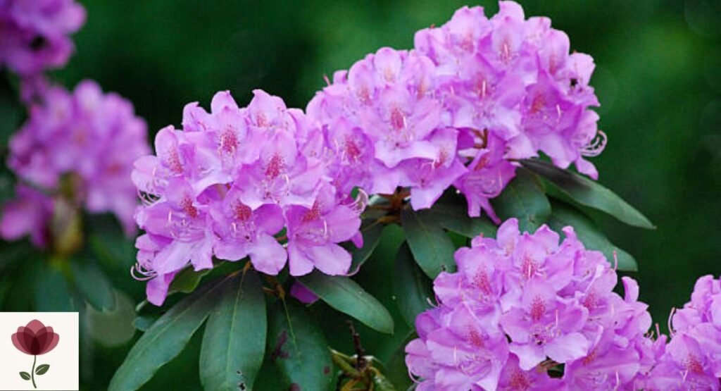 Rhododendron