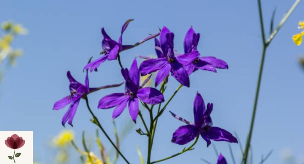 Rocket Larkspur